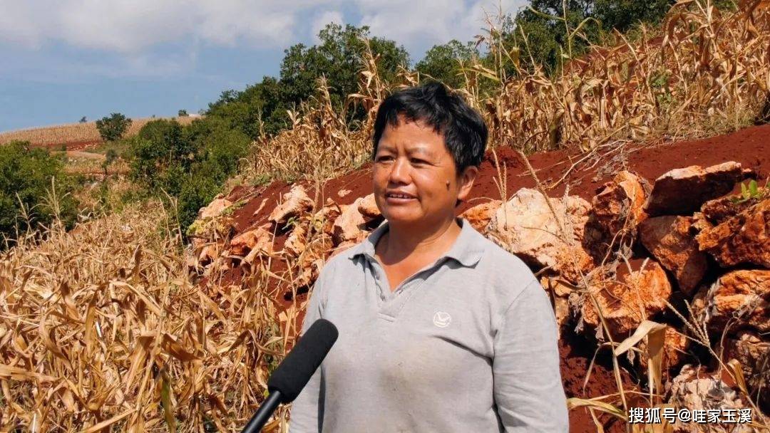 元江县洼垤乡尼白村都堵小组村民 张春梅一派丰收的景象曾经荒野的
