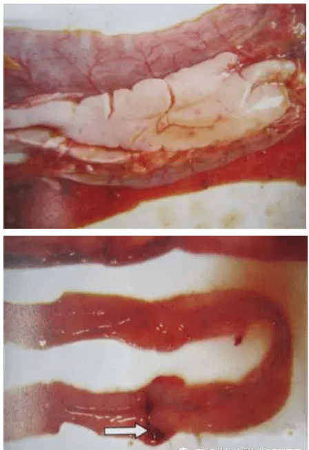 鸭副粘的目前状况与对策_羽毛_病原_哆哆