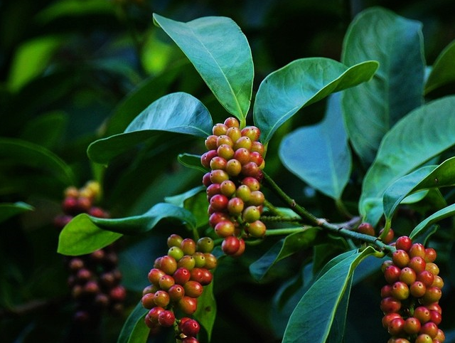 历史悠久的药材,果实类似于葡萄,如今被誉为第三代水果—五味子_植物