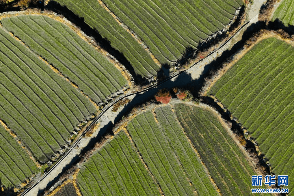 11月16日,西藏隆子县加玉乡境内拍摄的农田(无人机照片).