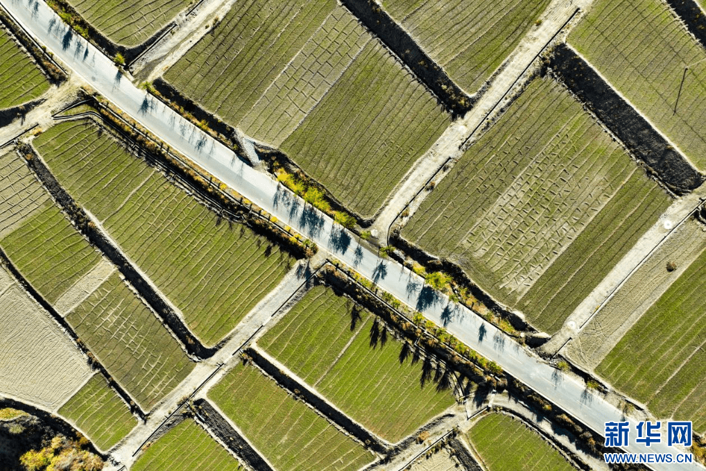 西藏隆子:冬小麦出苗显行 长势喜人_隆子县_加玉乡_照片