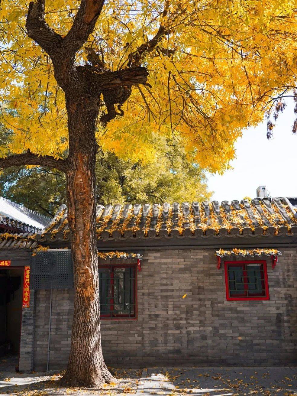 04深秋,济南就成了京都这座老城的秋色不输北平,甚至比北平更安逸.