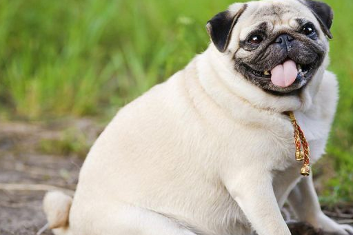 要知道我们给它们的是物质支持,而它们给我们的却是精神支持,是无价的