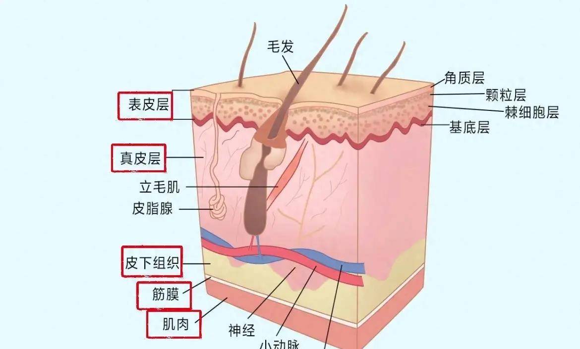《一篇文章清晰解释》面部肌肤五个层次的抗衰老逻辑_皮肤_按摩_脂肪