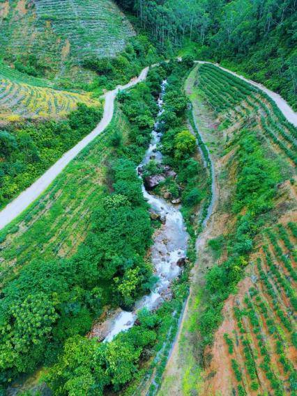 广东最大富硒地块布局乡村振兴,新会崖门已种植2100亩富硒茶_产业