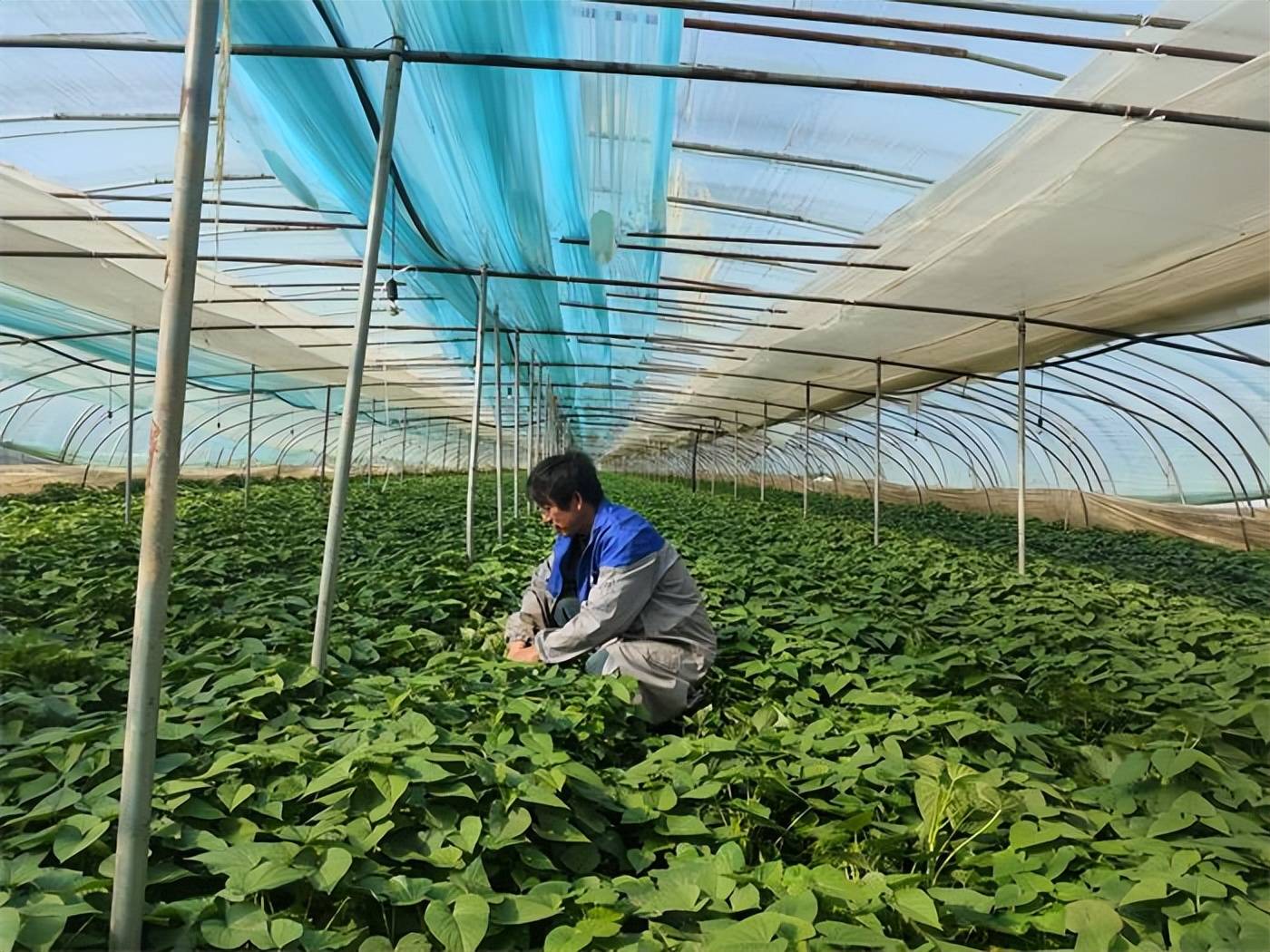 方城博望鎮:科學種田生金銀_種植_紅薯_大棚