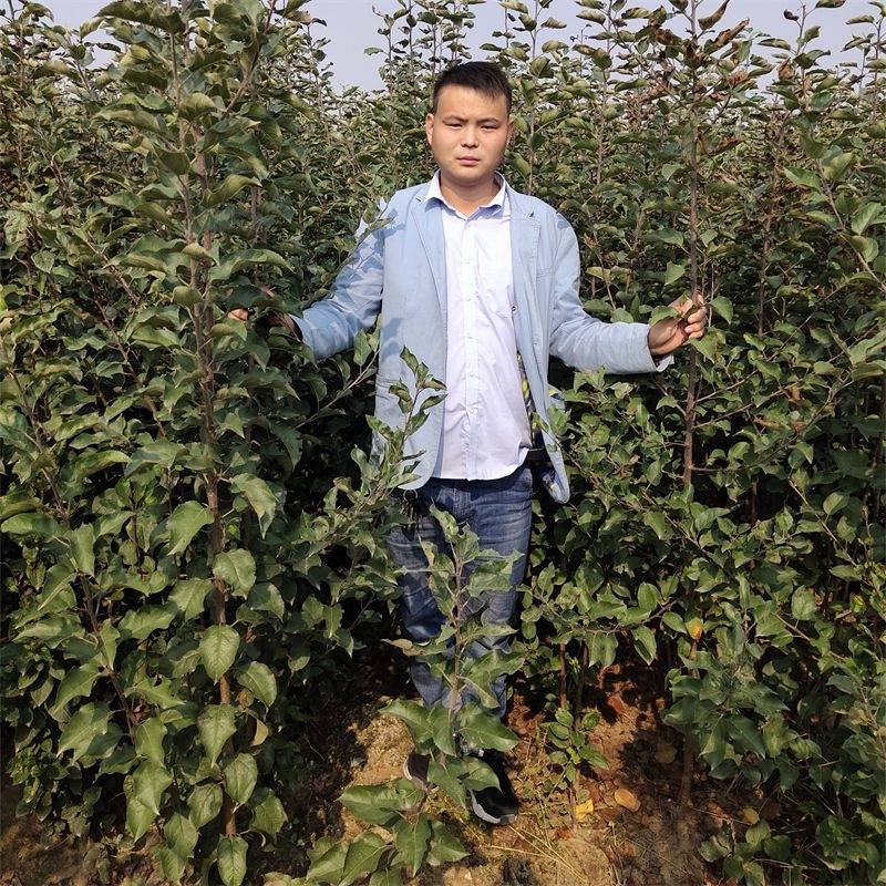 备受果农喜欢的黄果苹果品种维纳斯黄金苹果苗登陆市场_种植_口感