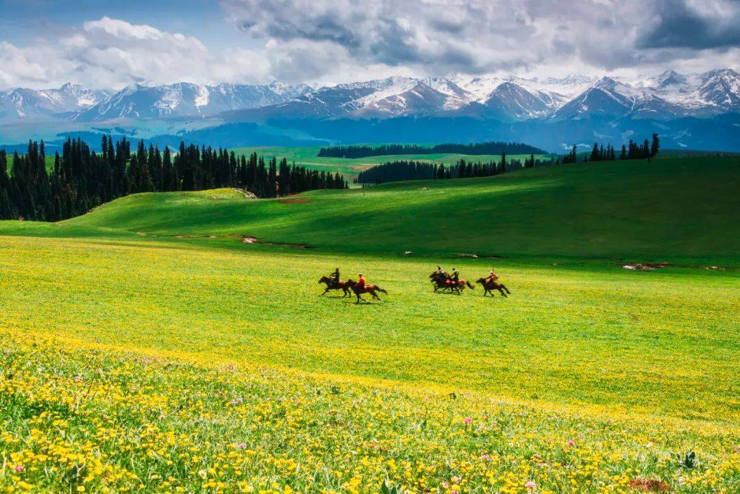 新疆伊犁这片草原,美得无法无天!_喀拉_草场_比赛