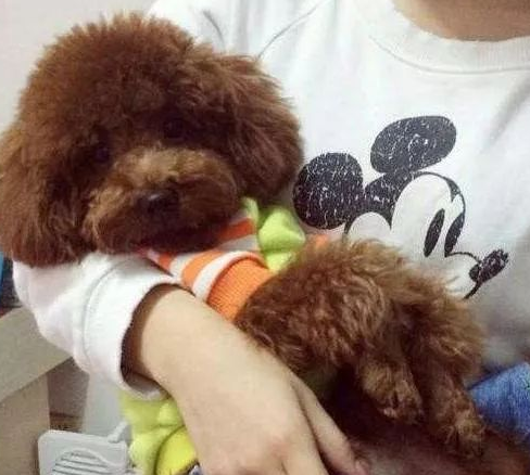 在泰迪犬眼中,主人摸它是代表这些意思!_狗狗_时候_互动