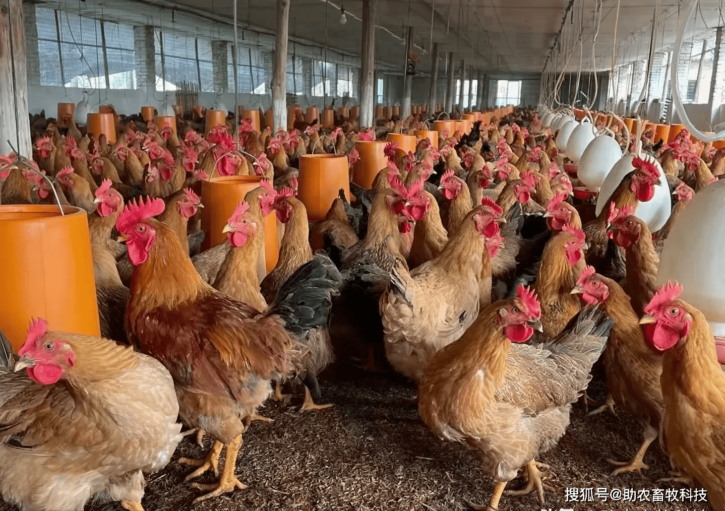 肉鸡养殖运用养鸡专用复合益生菌,节约饲料降低发病肉质好毛色靓丽