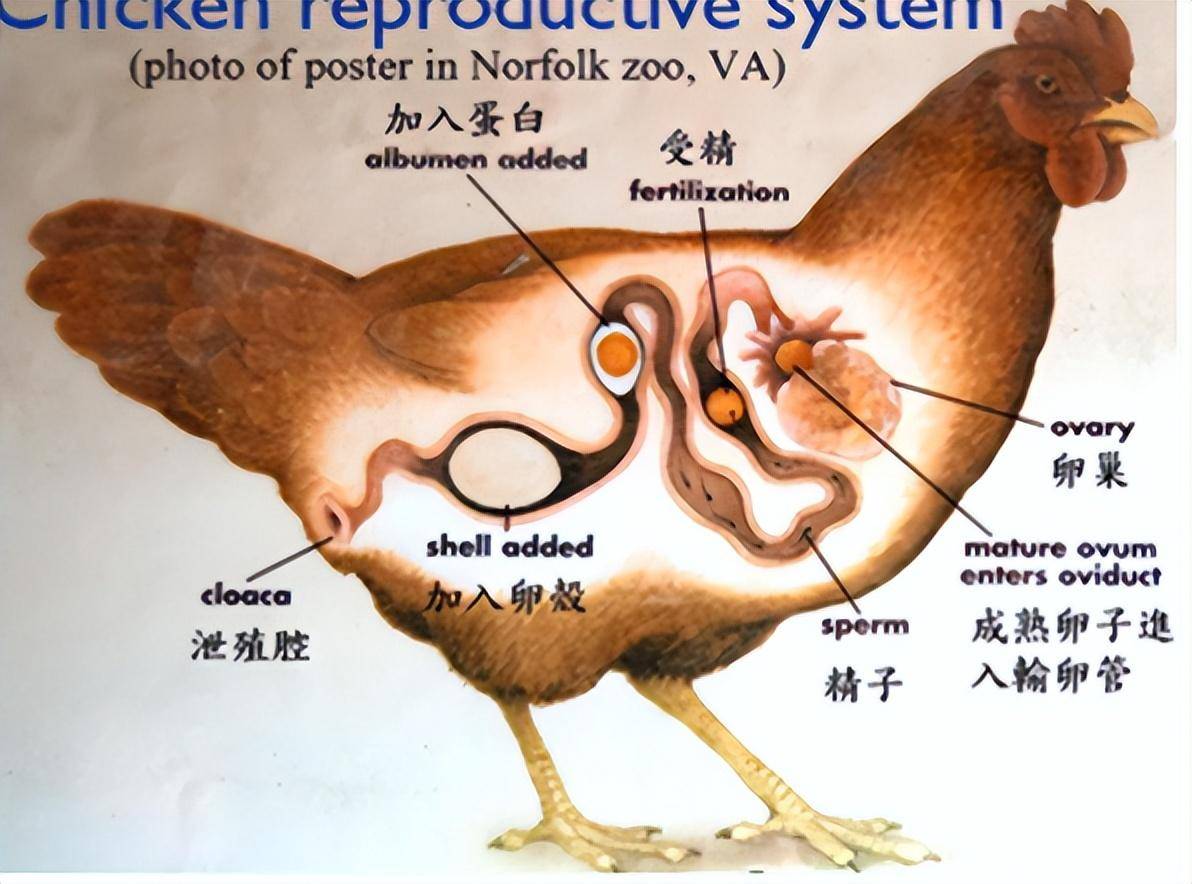 公鸡睾丸位置图片