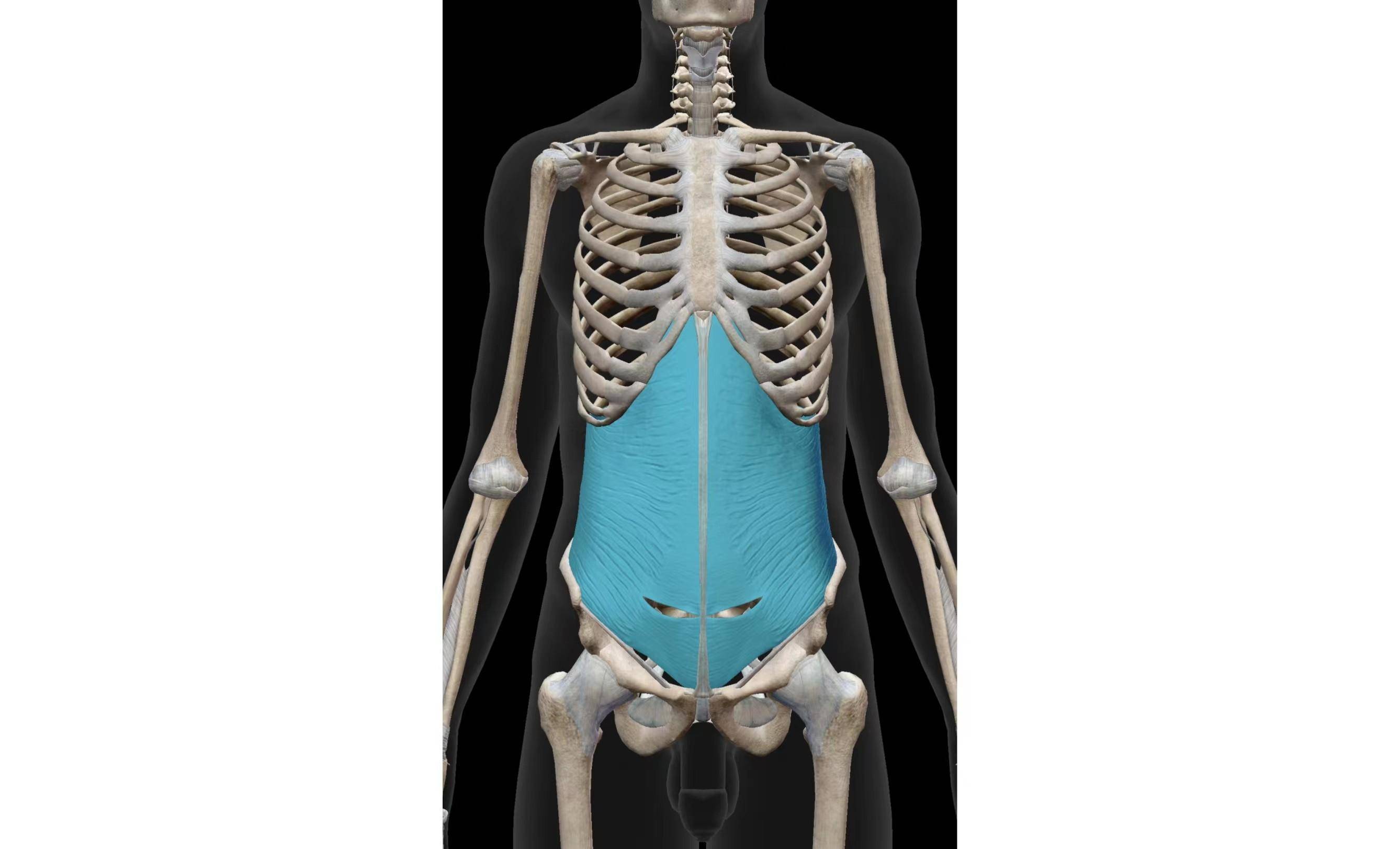 您可以好好看看此文_运动_腹腔_感觉