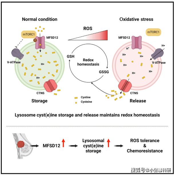 中山大学林楚勇团队发表破解肿瘤化疗耐药性重要发现,国自然思路创新