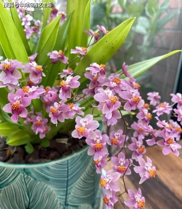 高颜值兰花"文心兰",比兰花好看,春节家里必备,值得养!
