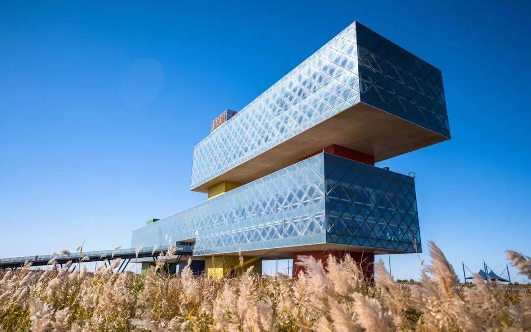 像红宝石一般璀璨……黄蓝交汇处,百鸟翔集,黄河口迎来最热闹的时节