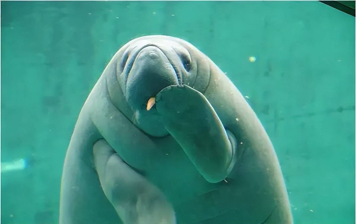 儒艮_栖息地_活动