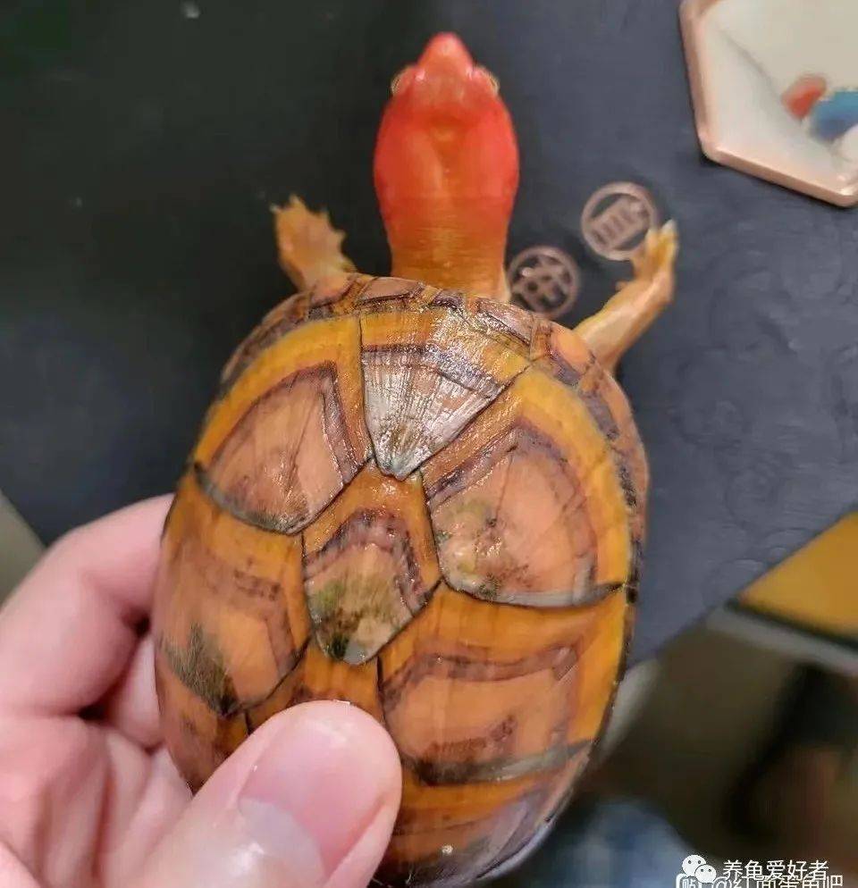 有人评估红面蛋龟还能火,此时抄底正好_价格_什么_品种