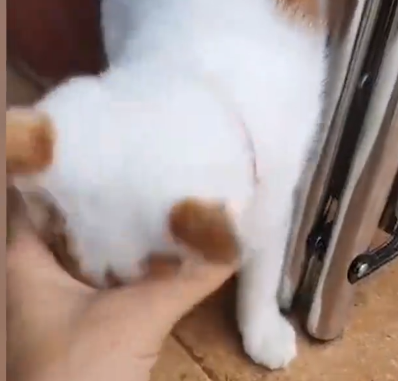 江苏一小区疫情期主人不在家，猫连叫数天，邻居搭“独木桥”救下