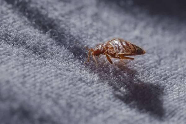 生物防治:有些生物如螞蟻,蜘蛛等是天生的床蝨捕食