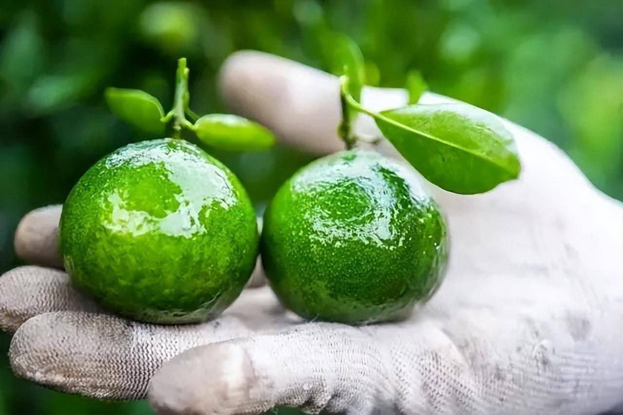 年以上_陈化_橘皮