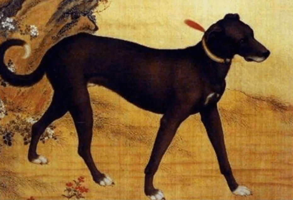 古代没有狂犬疫苗，被狗咬了咋办？中国一土方法，沿用至今！