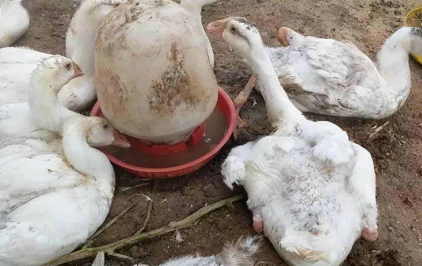 只是大鹅痛风的严重程度稍轻些,得了痛风的大鹅死亡率没有小鹅高,但