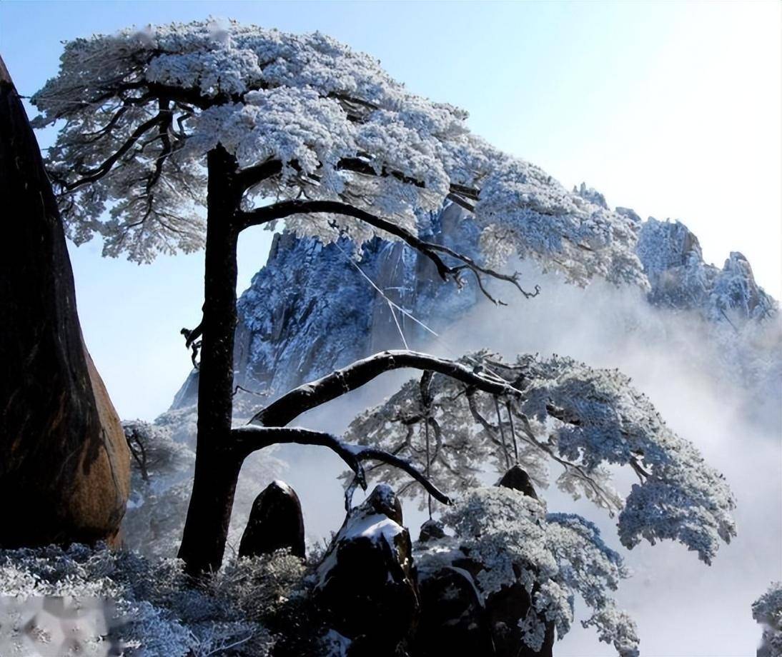 我国罕见的三棵树:1棵投保1亿,1棵警卫专门保护,1棵是地球独子_迎客松