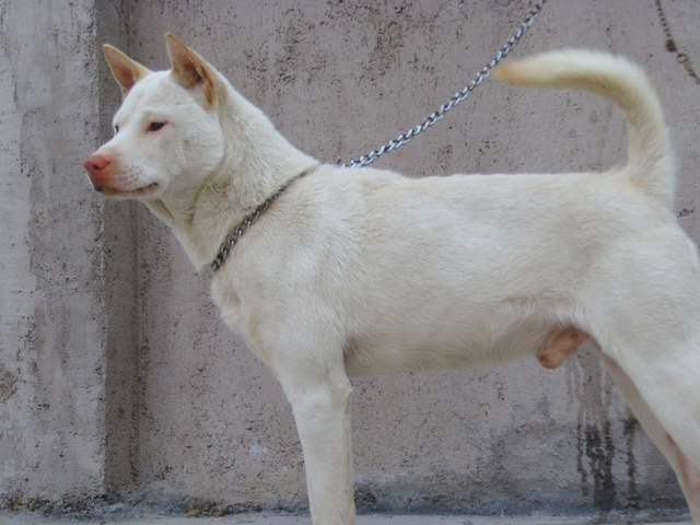 国内"常见"的土狗,那些说土狗土的,你告诉我究竟哪里土!