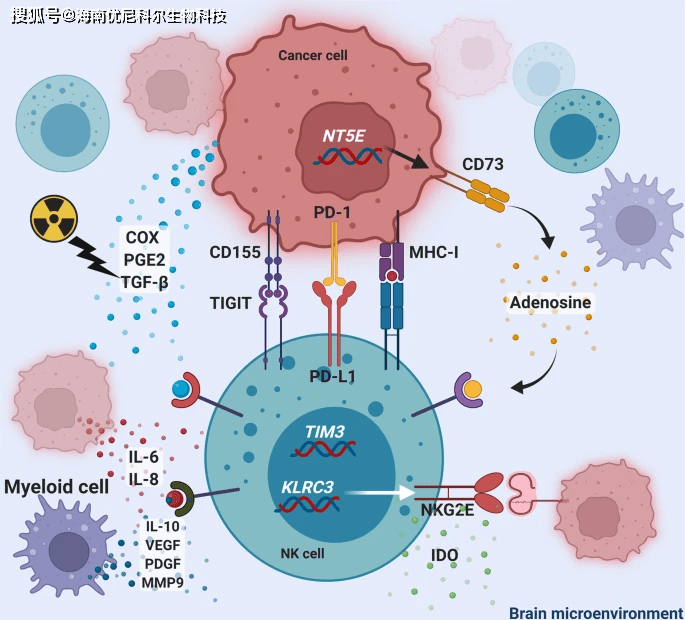 什么是car-nk?_细胞_受体_来源