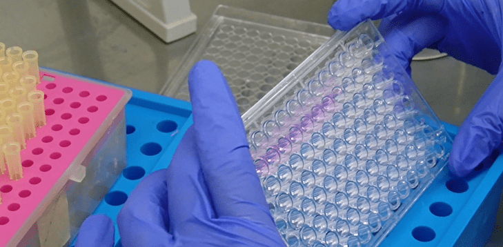 实操视频 图文 | 血管形成实验操作演示_细胞_方法_服务平台