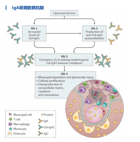 iga腎病藥物研發的生死時速_治療_中國_患者