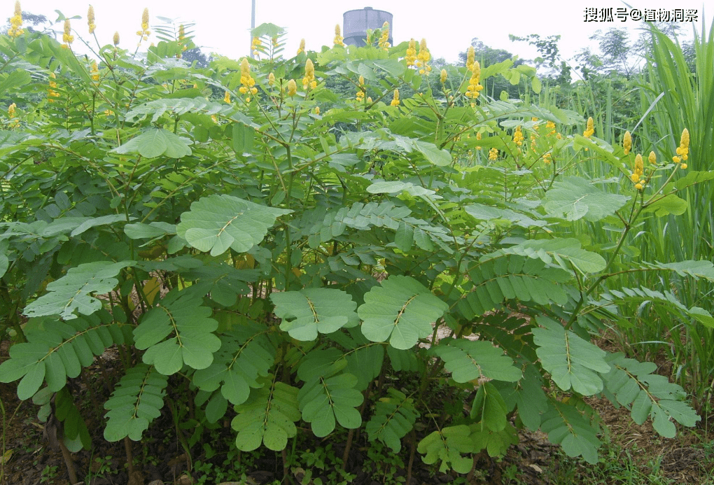决明子,也叫假绿豆,羊角豆,有3大作用,价值极高,农民朋友要了解!