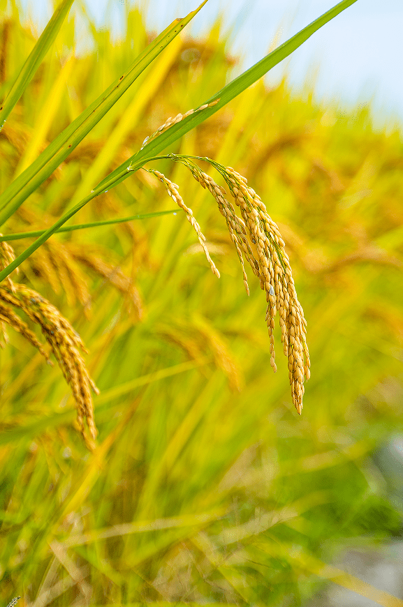 阅湾在线- 广谈大湾网-湾区旅游景点群-珠海旅游群