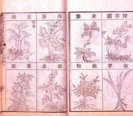 隐藏的王者:大白菜是真的很"菜"吗?_来源_中国_蔬菜