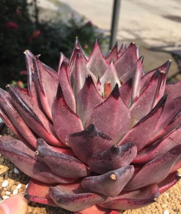 多肉植物中的情侣,罗密欧朱丽叶,东云系代表,大型多肉颜色漂亮_叶片