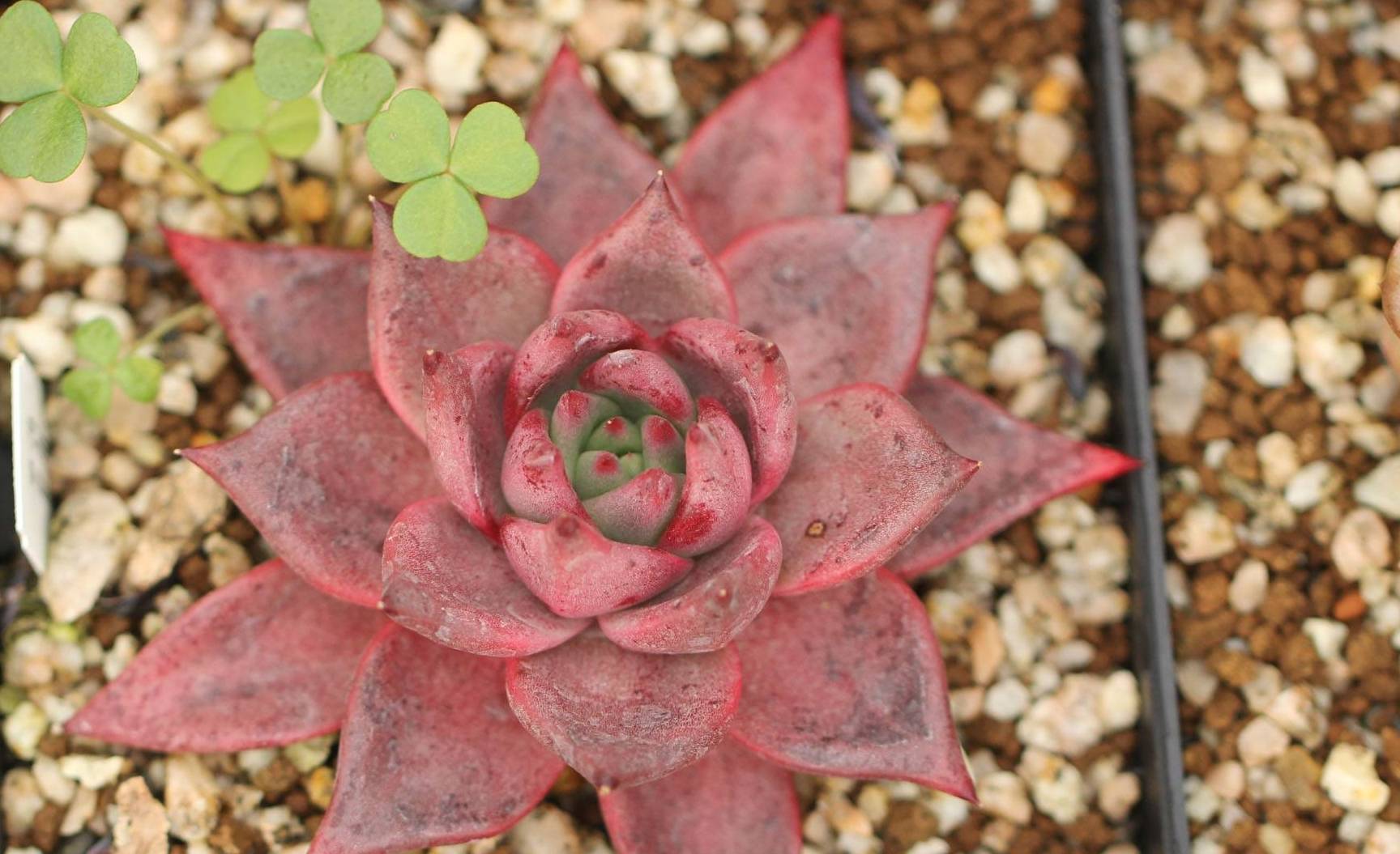 多肉植物中的情侣,罗密欧朱丽叶,东云系代表,大型多肉颜色漂亮_叶片