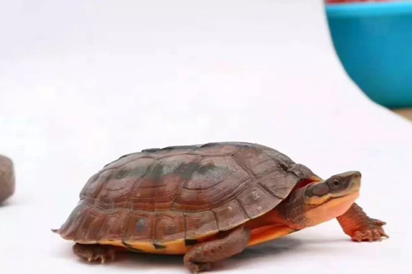 又叫猪鼻龟,适宜生长在水族箱的乌龟,最突出的特点就是它的鼻子,真的