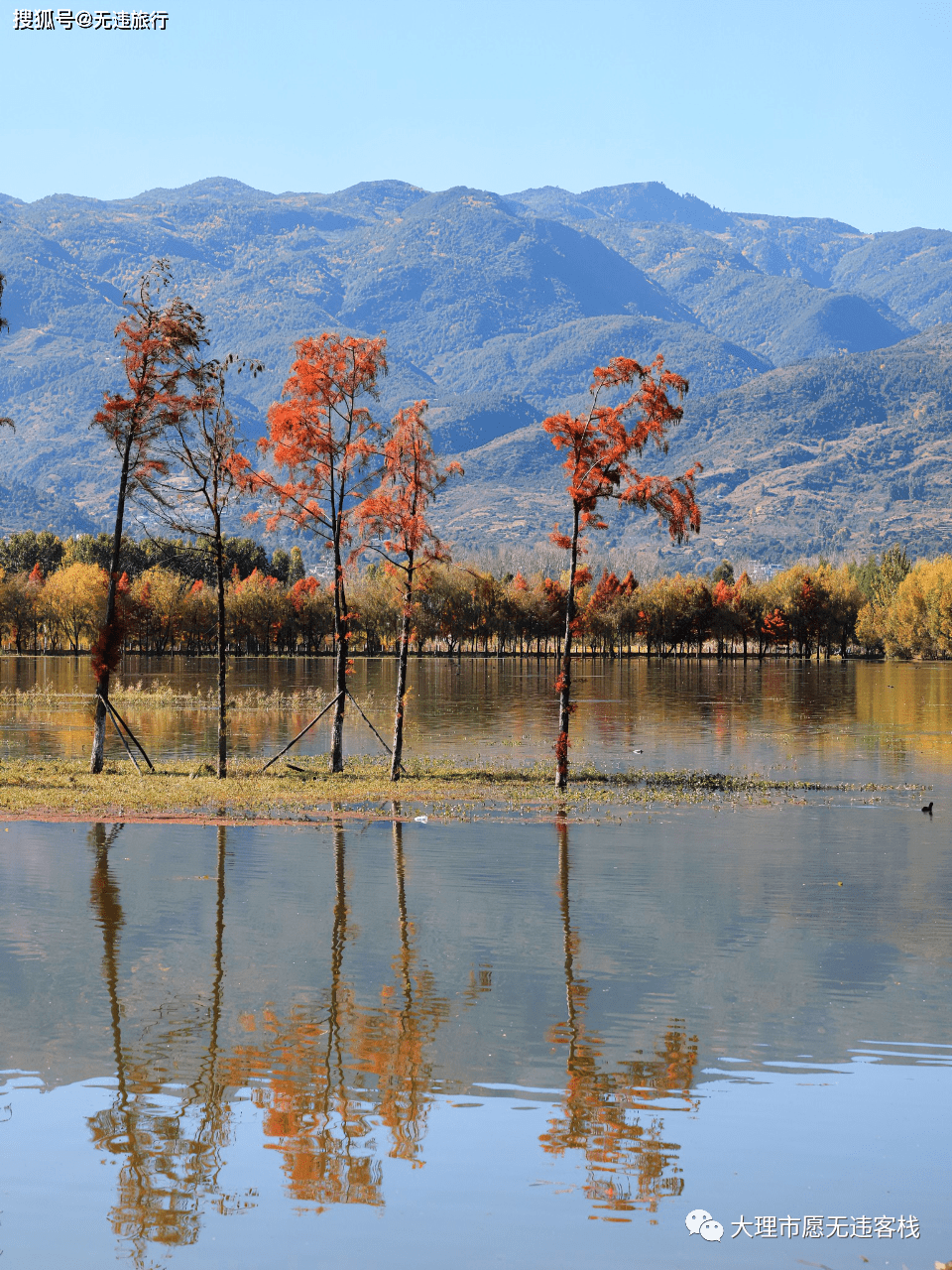 大理洱源茈碧湖,水杉风景,这里独好!(附美图)_公园_湿地_美景
