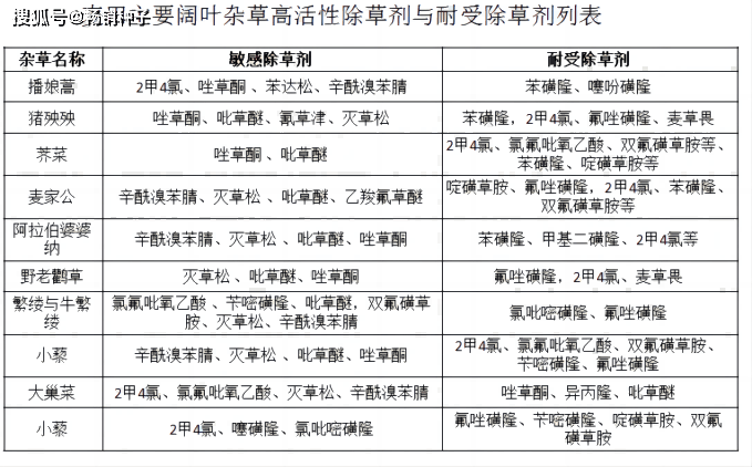 小麥田雜草識別與防控技術_除草劑_河南省_黑麥草