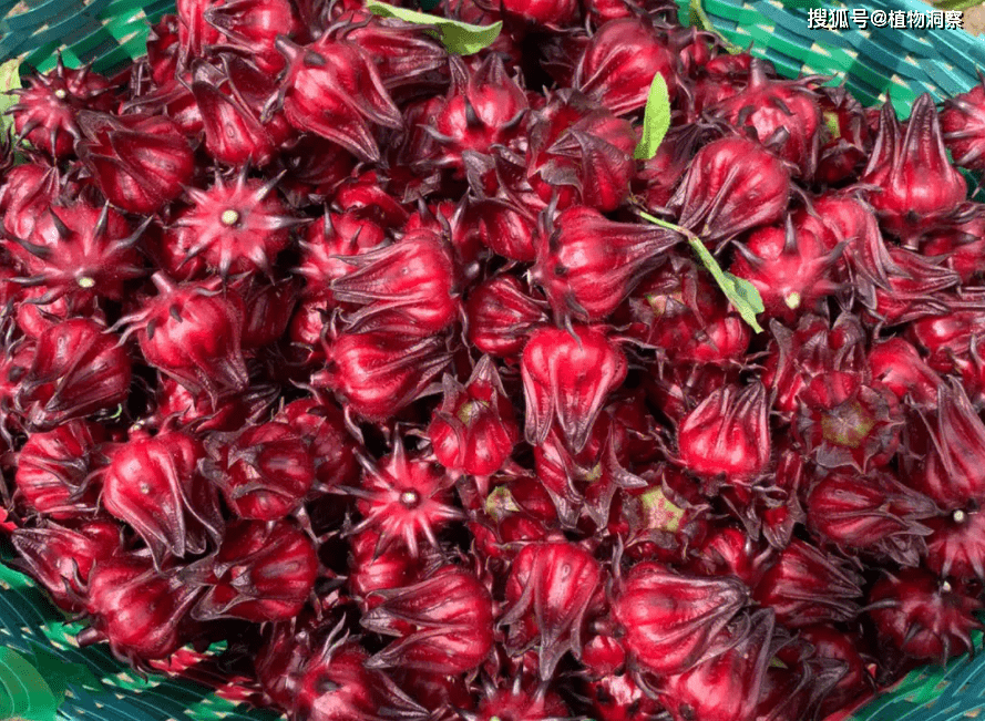 红桃k,又称洛神花,玫瑰茄,有3大作用,价值极高,农民要了解!