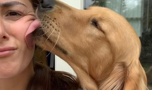 狗狗趴着用舌头舔主人