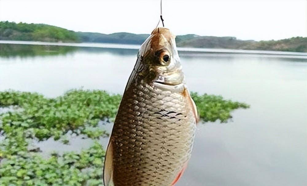 鱼饵选的好 鱼获少不了_饵料_鲤鱼_效果