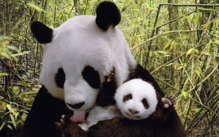大熊猫能轻松单挑藏獒吗？憨态可掬的大熊猫，战斗力究竟有多强？(图2)