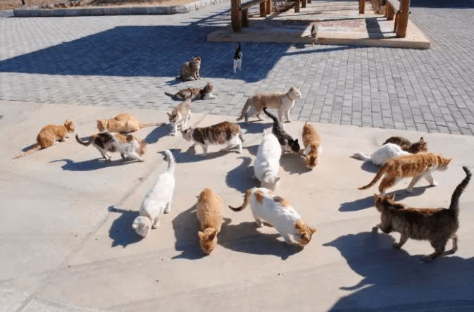 央妈表扬!辽宁盘锦40多只猫咪组队守粮仓,给护粮的猫猫队小卫士点赞! 央妈表扬!辽宁盘锦40多只猫咪组队守粮仓,给护粮的猫猫队小卫士点赞!