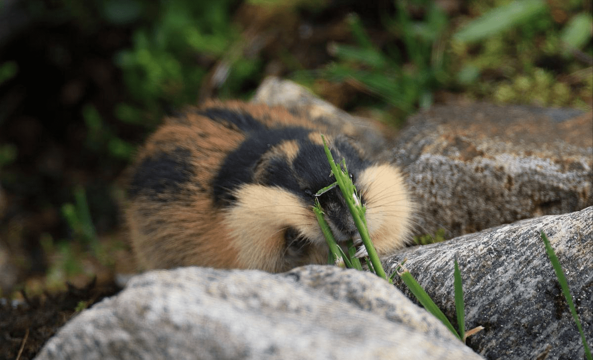 上百万斯堪的纳维亚的旅鼠为何会选择集体跳海自杀?_保护_食物_人类
