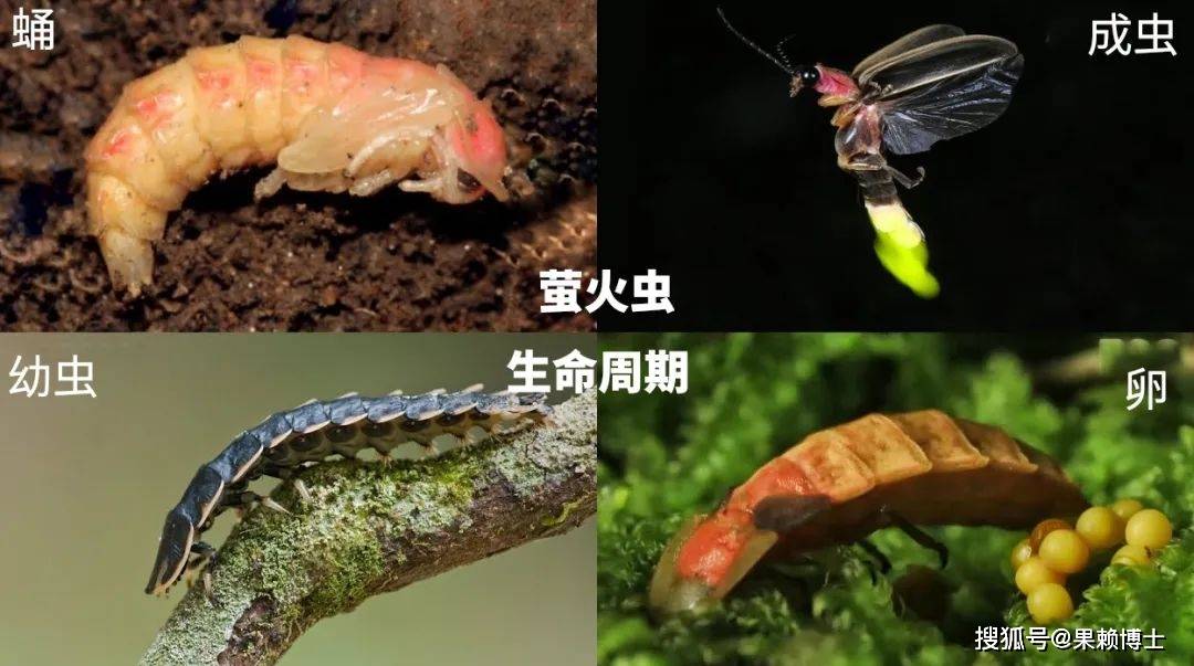 萤火虫成年之后不吃不喝,燃烧生命,只为了繁衍后代_幼虫_阶段_能量