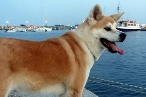 秋田犬身价高的原因都在这里了,难怪大家都养泰迪犬!_日本_狗狗_价格