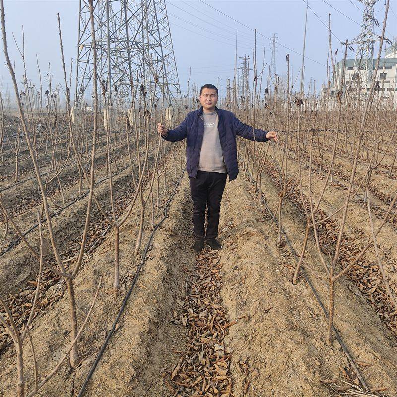 奥红樱桃苗又称为德樱一号樱桃,其优势早熟果实大口感甜