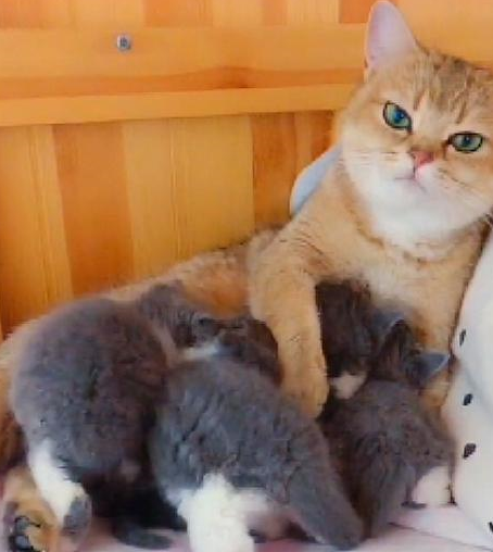 看到猫妈喂奶小奶猫毛色不对，主人提醒一句，猫妈脸色一变：我的 