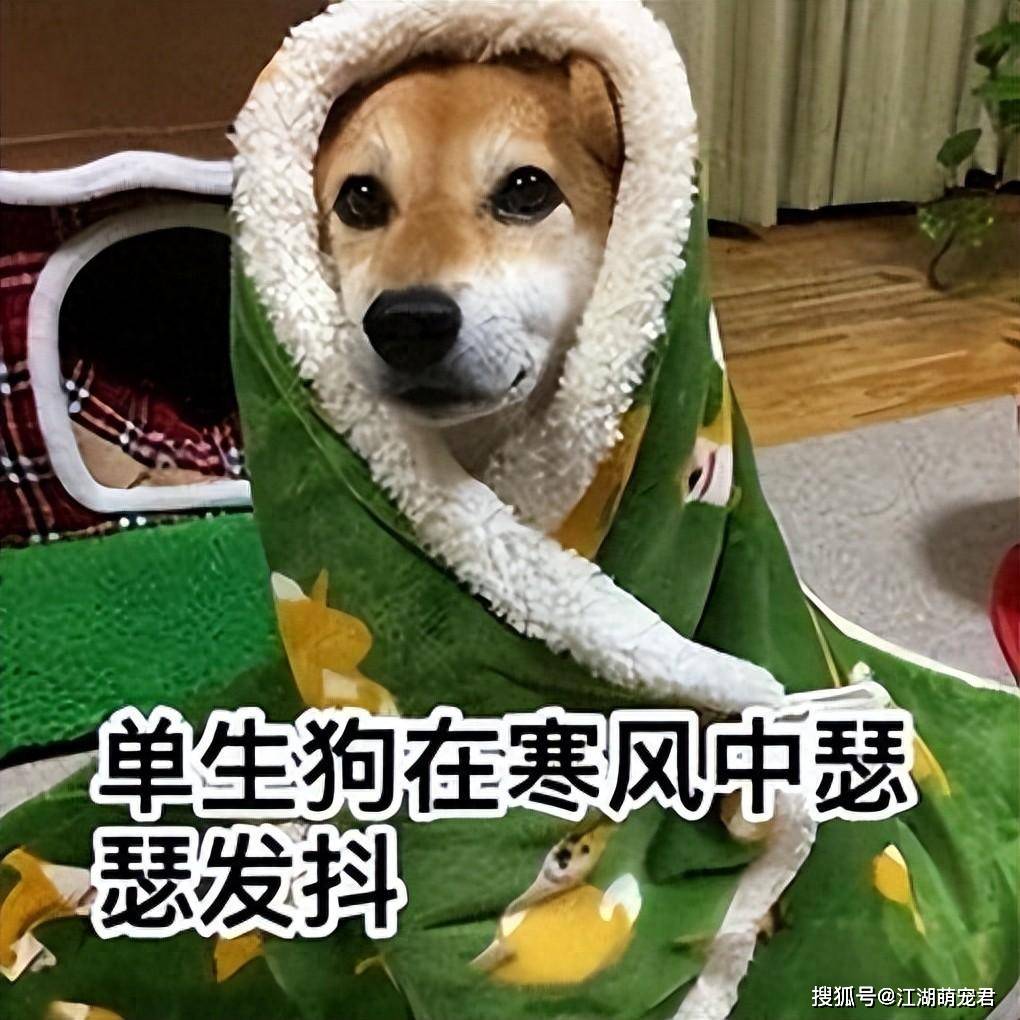 狗狗这些表现,证明它已经很冷了,铲屎官别大意!_时候_毯子_阳台